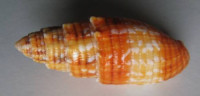 Mitra puncticulata , Lamarck, J.B.P., 1811
